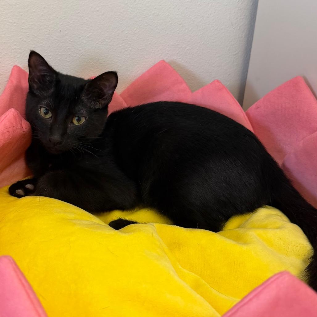 Enlarge Nick, a Adoptable Domestic Medium Hair in Floresville, TX image 2/3