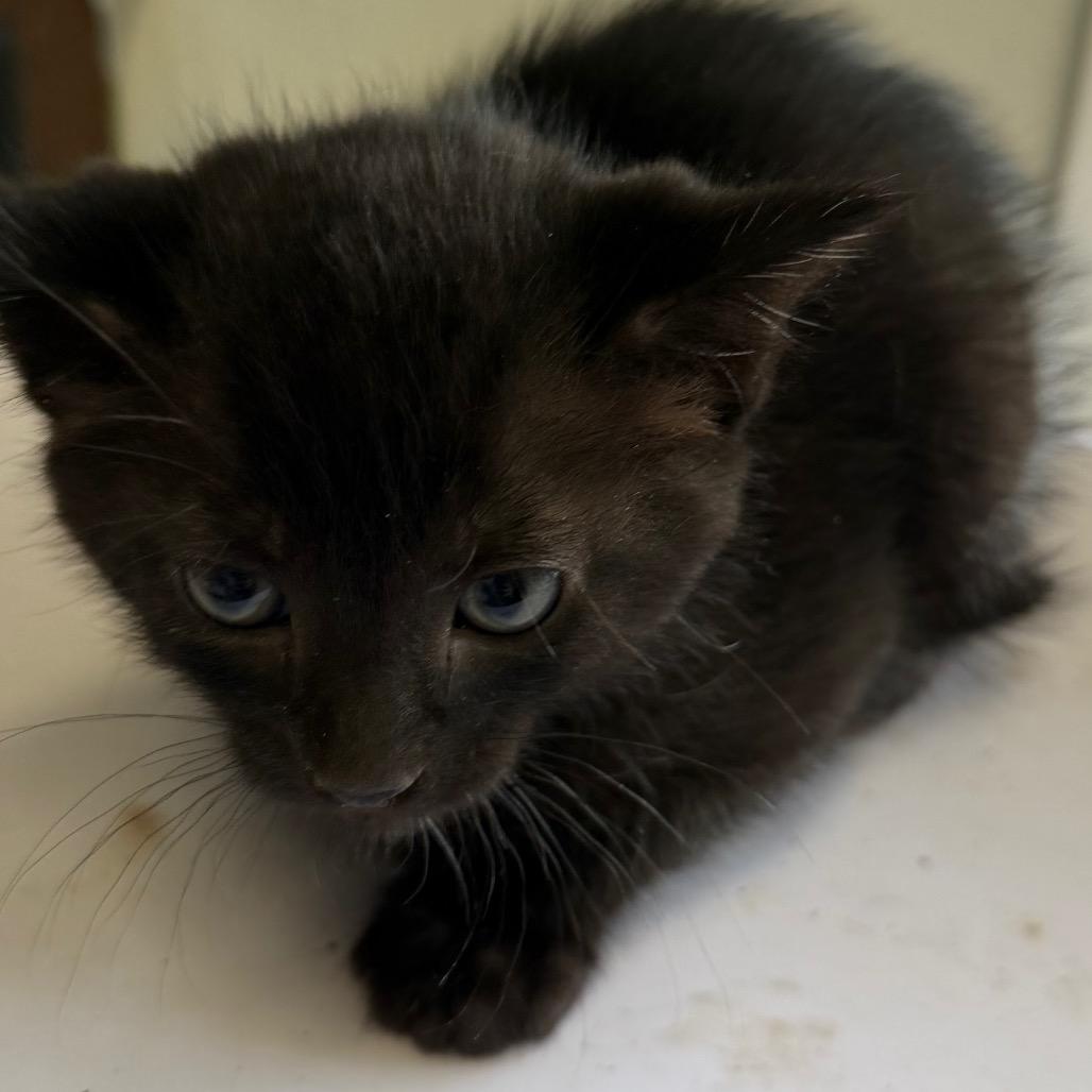 Enlarge Nick, a Adoptable Domestic Medium Hair in Floresville, TX image 3/3