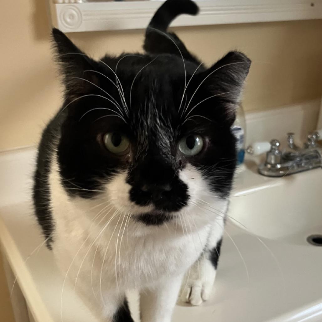 Enlarge Smokey Boy, a Adoptable Domestic Short Hair in Woodbury, NJ image 1/3