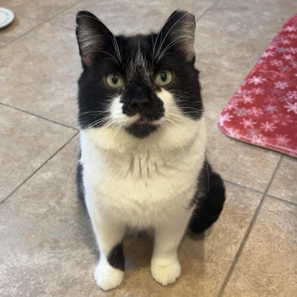 Enlarge Smokey Boy, a Adoptable Domestic Short Hair in Woodbury, NJ image 3/3