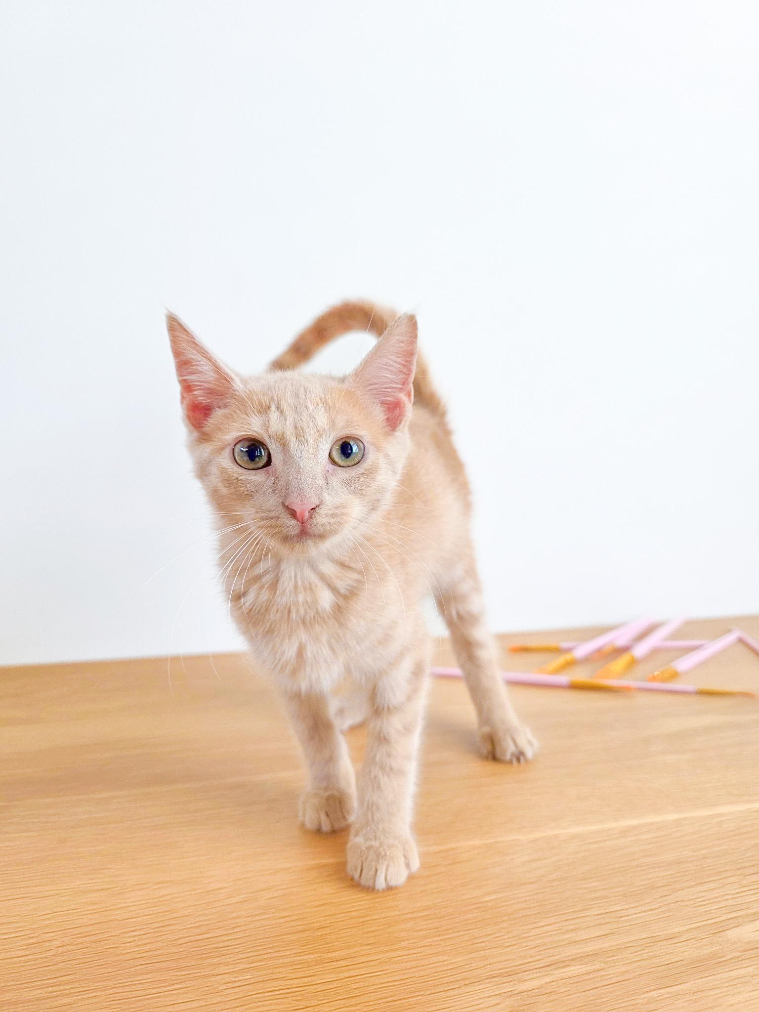Enlarge Frenchy, a Adoptable Domestic Short Hair in New Orleans, LA image 1/1