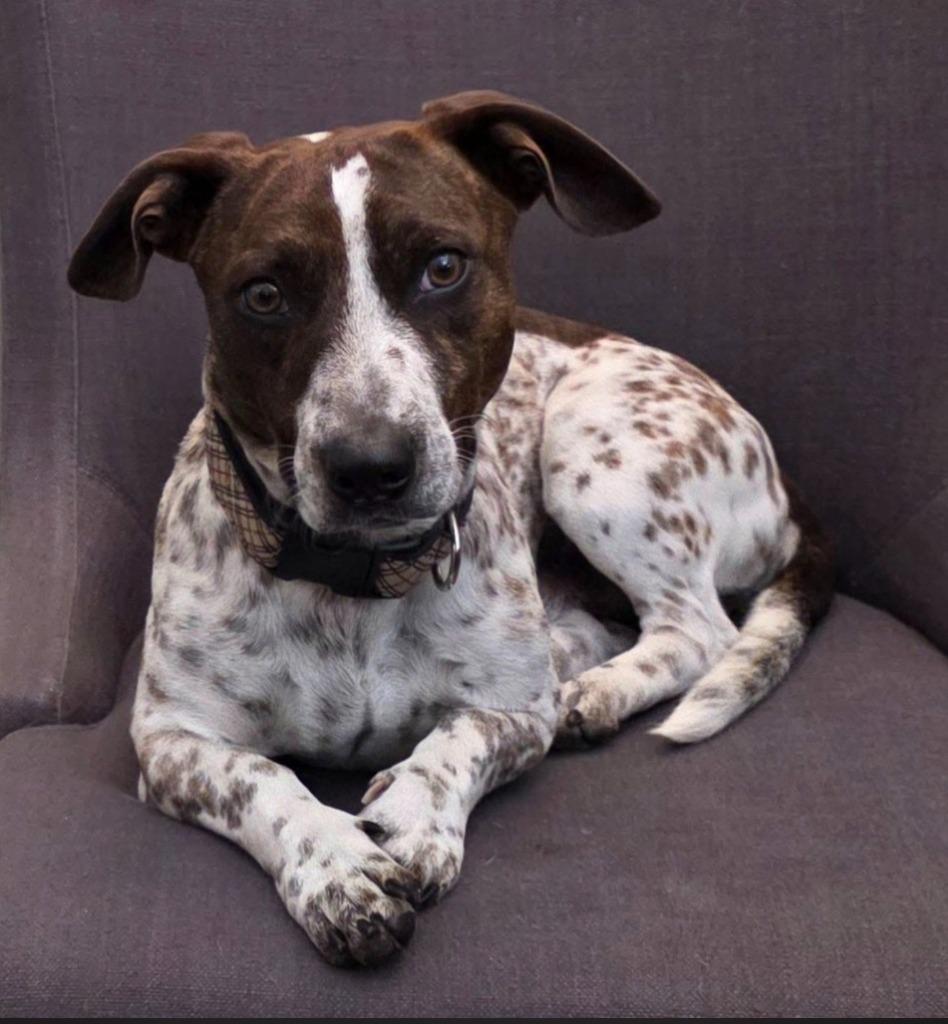 Enlarge Doug, a Adoptable mixed breed in Neosho, MO image 1/1