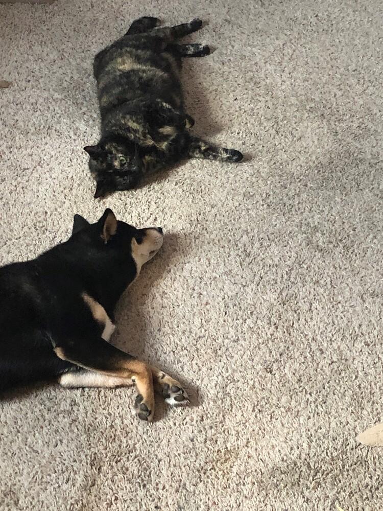 Enlarge Allessa, a Adopted Shiba Inu in Indianapolis, IN image 1/6