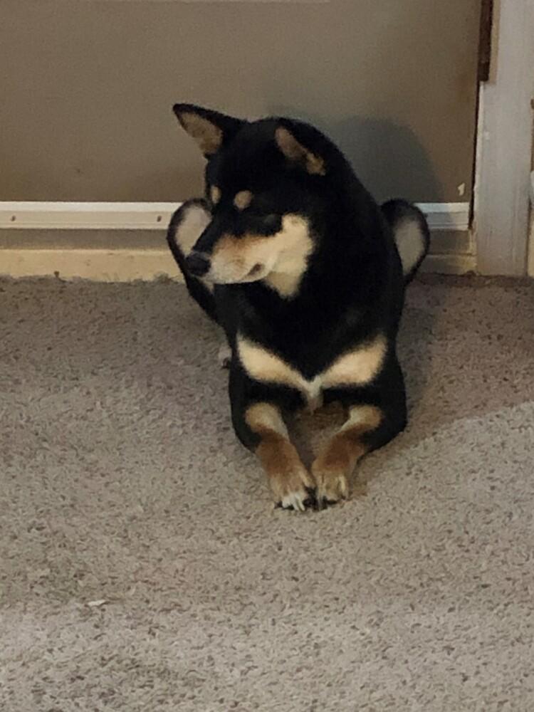 Enlarge Allessa, a Adopted Shiba Inu in Indianapolis, IN image 2/6