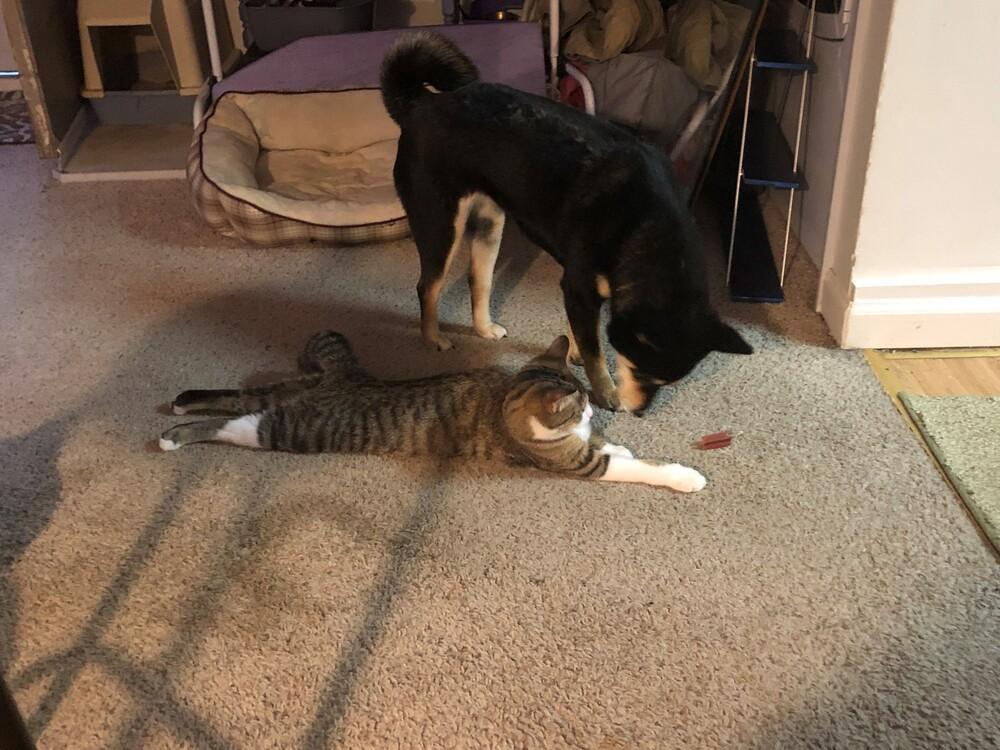 Enlarge Allessa, a Adopted Shiba Inu in Indianapolis, IN image 5/6