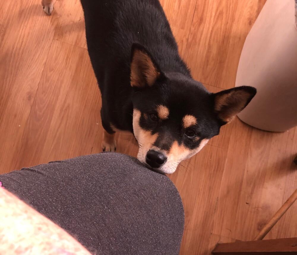 Enlarge Allessa, a Adopted Shiba Inu in Indianapolis, IN image 6/6