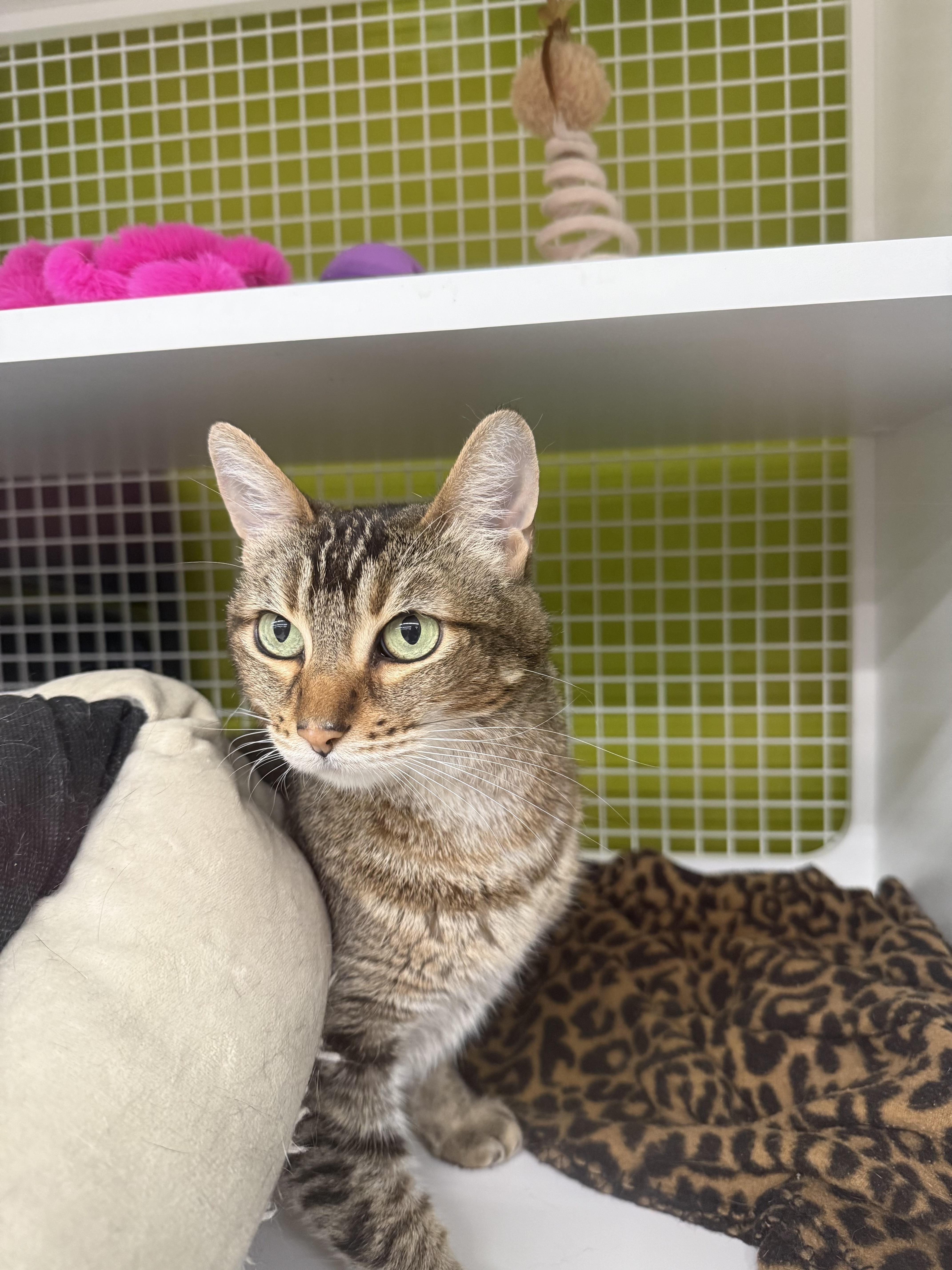 Angelina, Adoptable, Adult Female Abyssinian & Tabby.