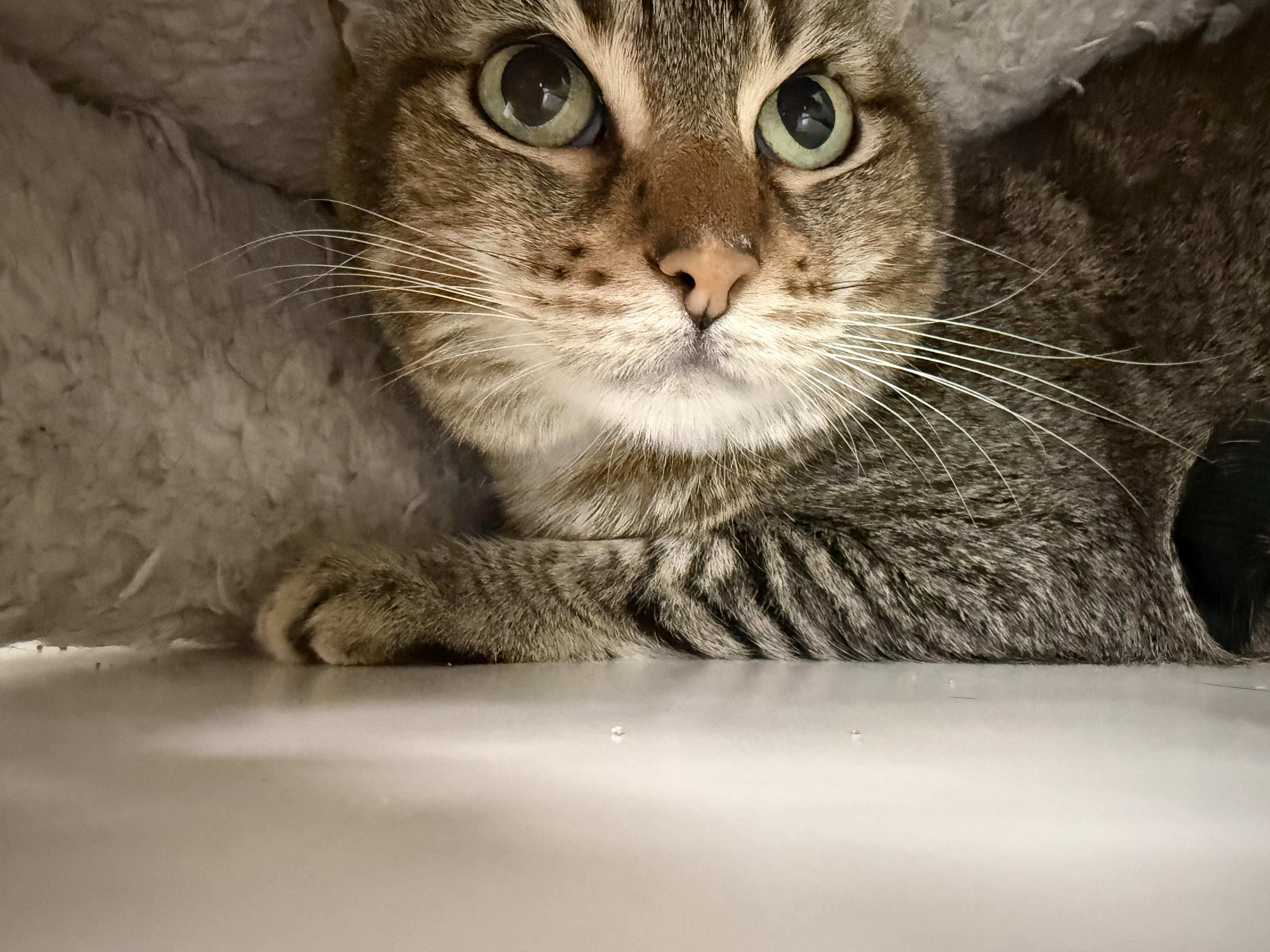 Angelina thumbnail 3