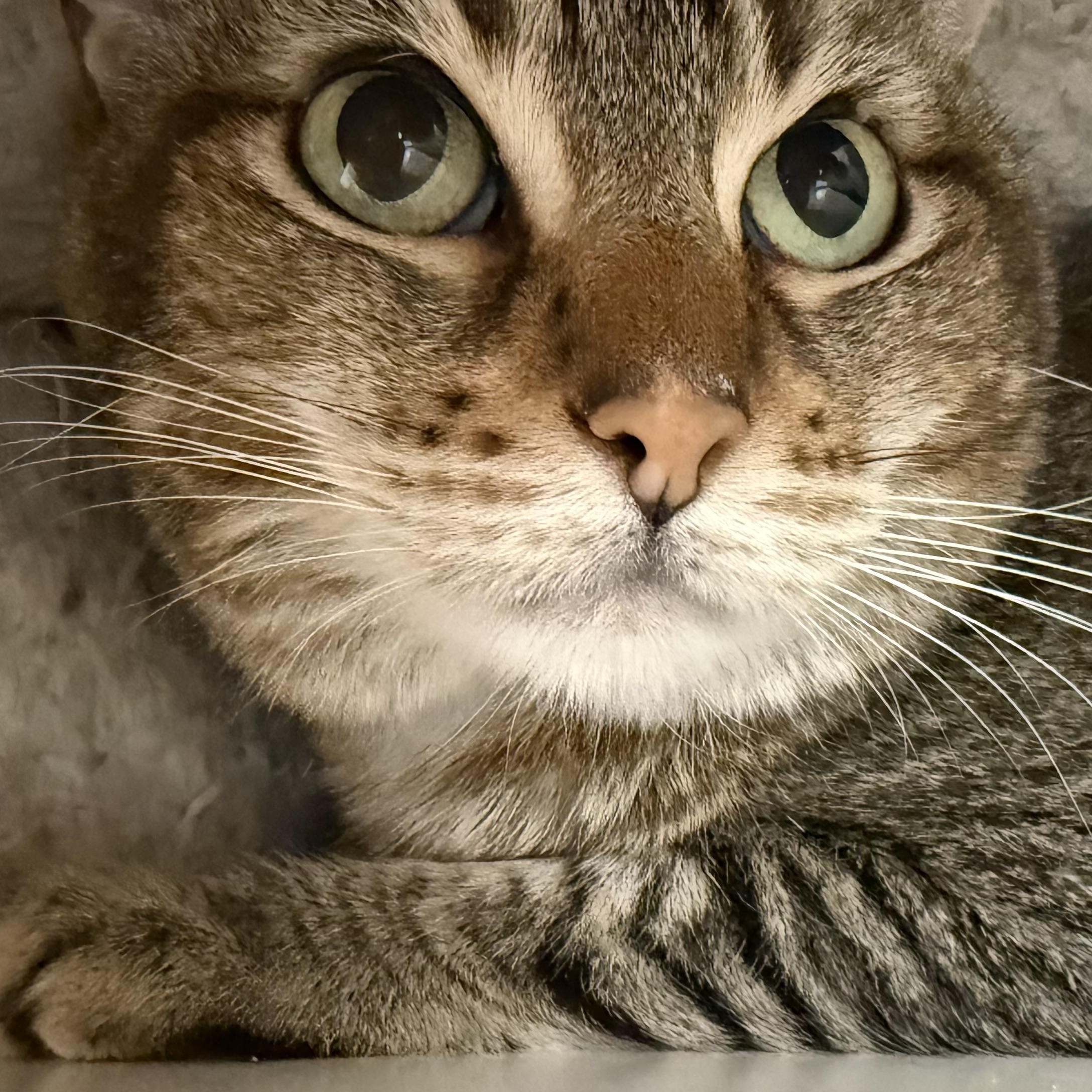 Enlarge Angelina, a Adoptable mixed breed in Brentwood, CA image 3/4