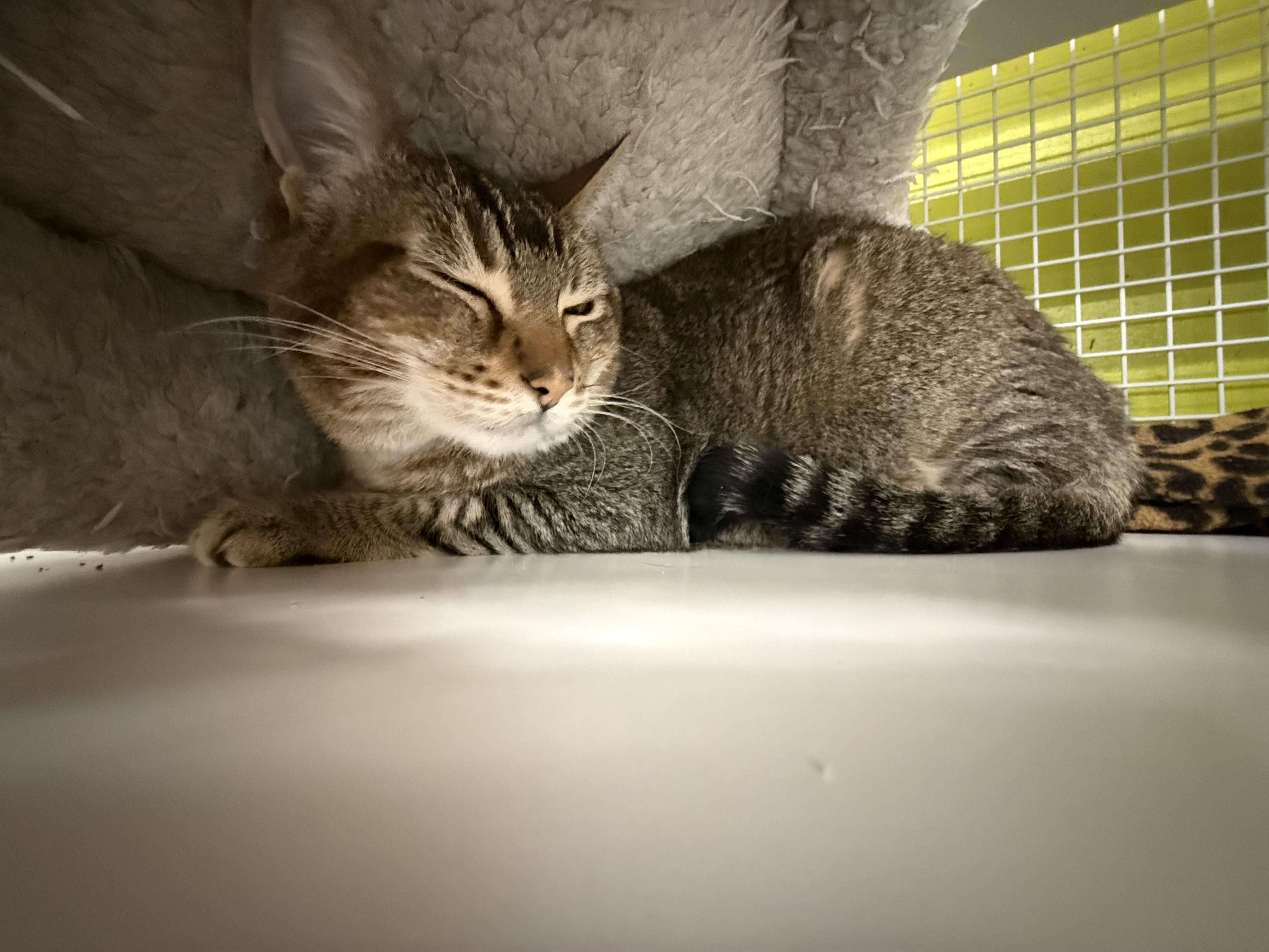 Angelina thumbnail 2