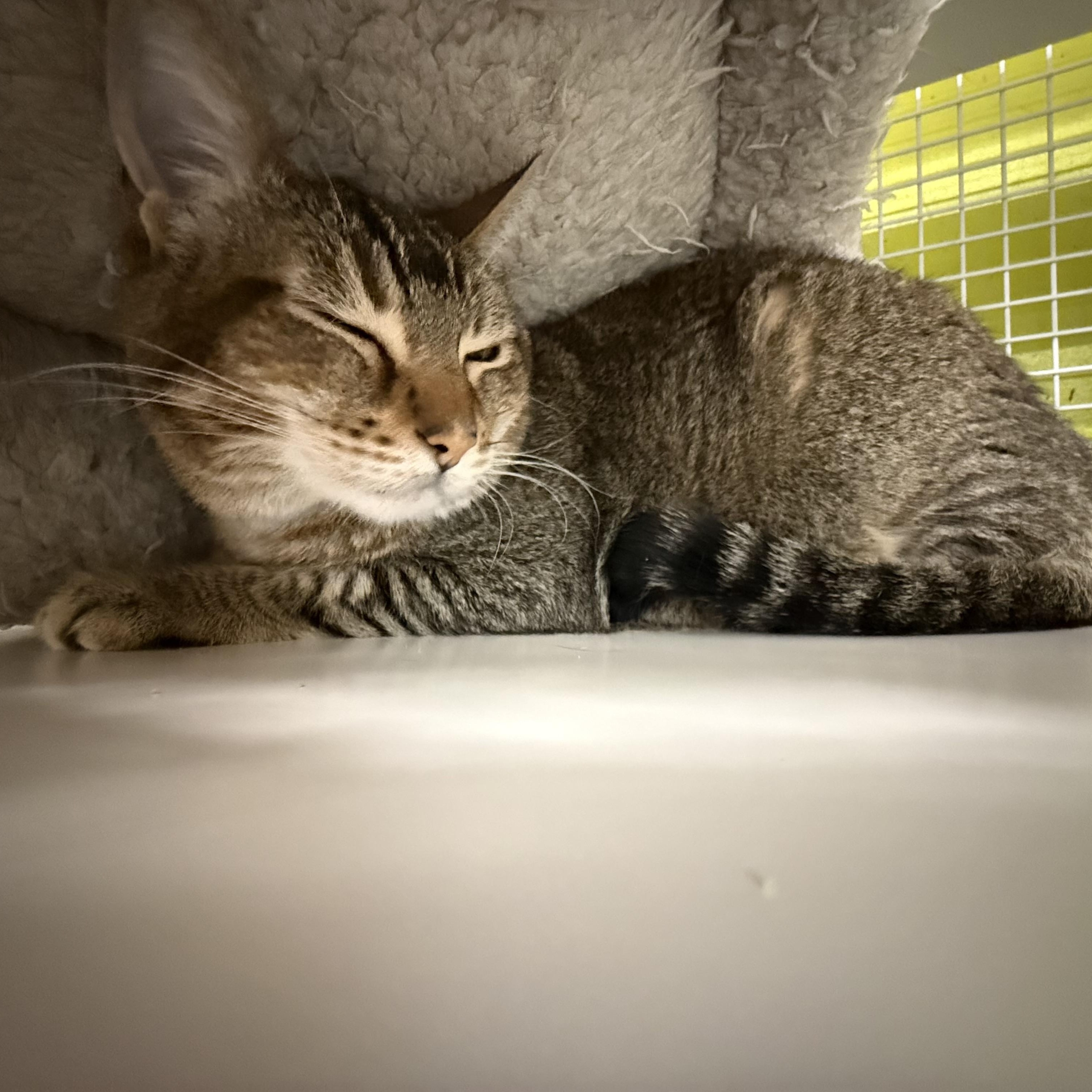 Enlarge Angelina, a Adoptable mixed breed in Brentwood, CA image 4/4