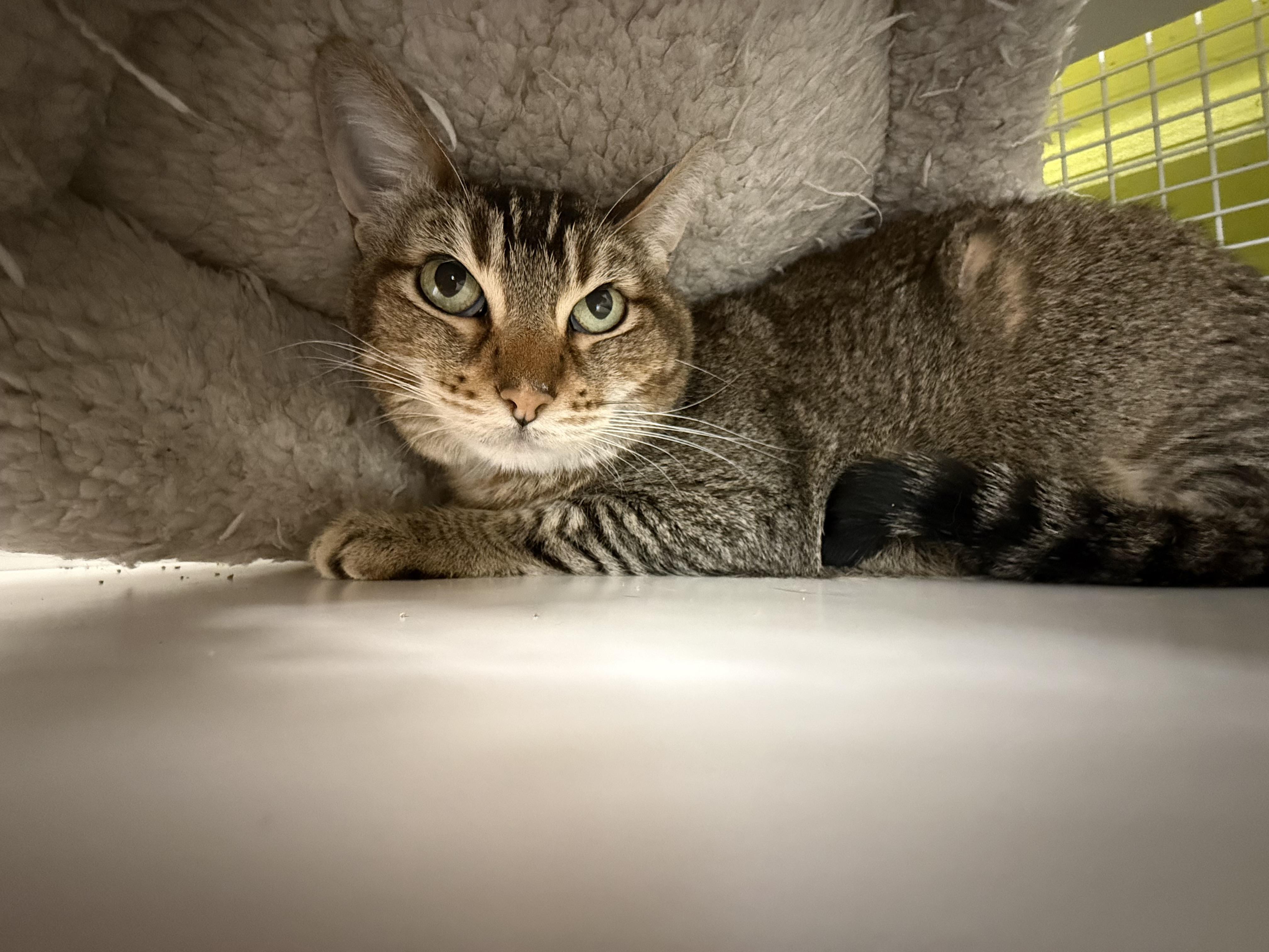 Angelina thumbnail 4