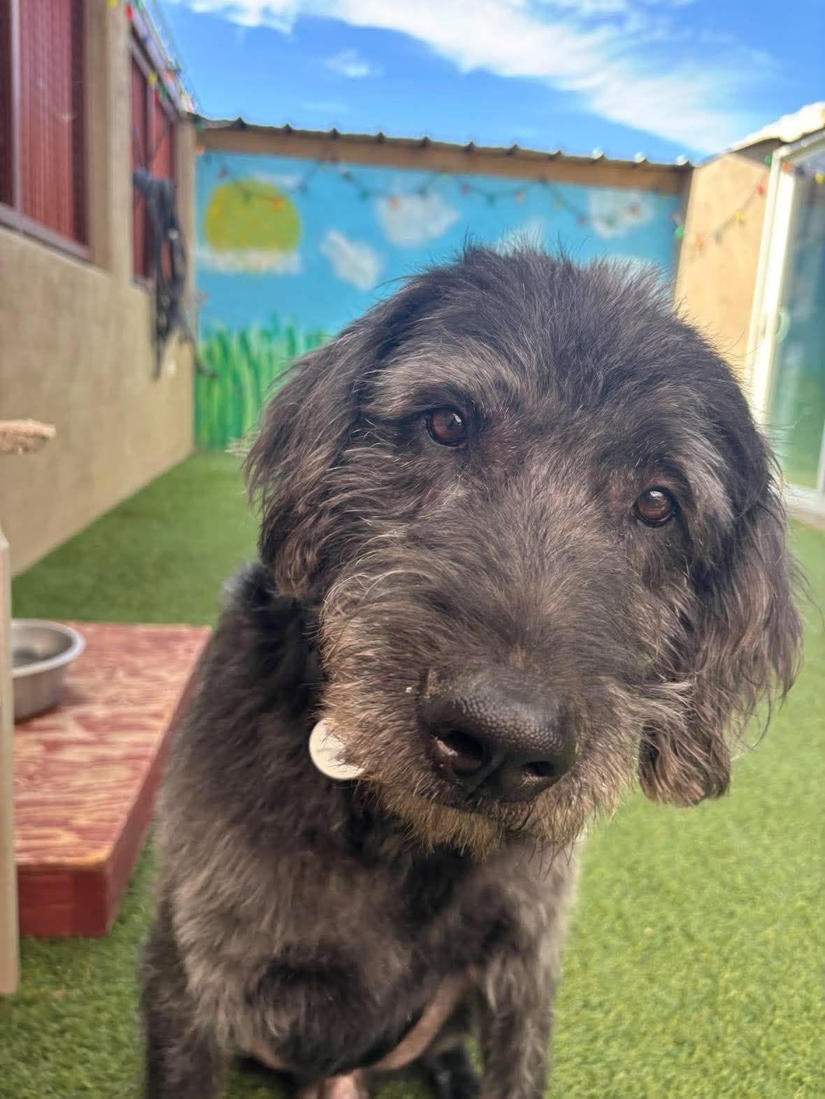 Enlarge Howard, a Adoptable mixed breed in Phoenix, AZ image 2/4