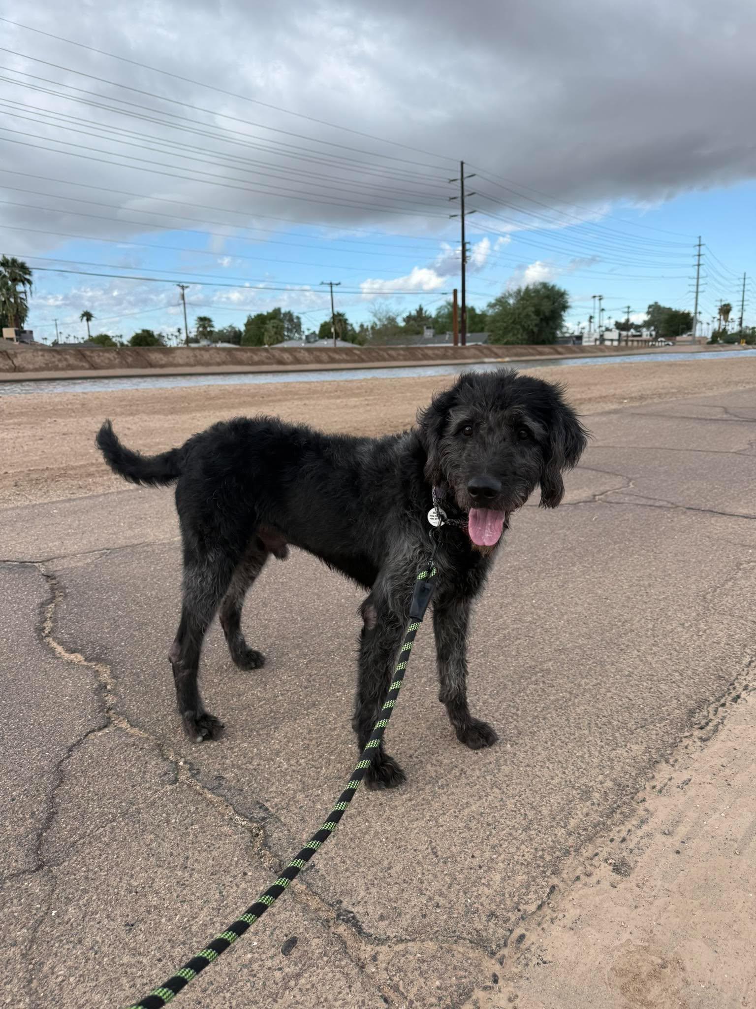 Howard, Adoptable, Adult Male Labradoodle.