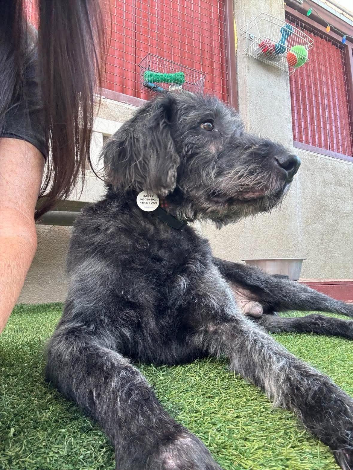 Enlarge Howard, a Adoptable mixed breed in Phoenix, AZ image 3/4