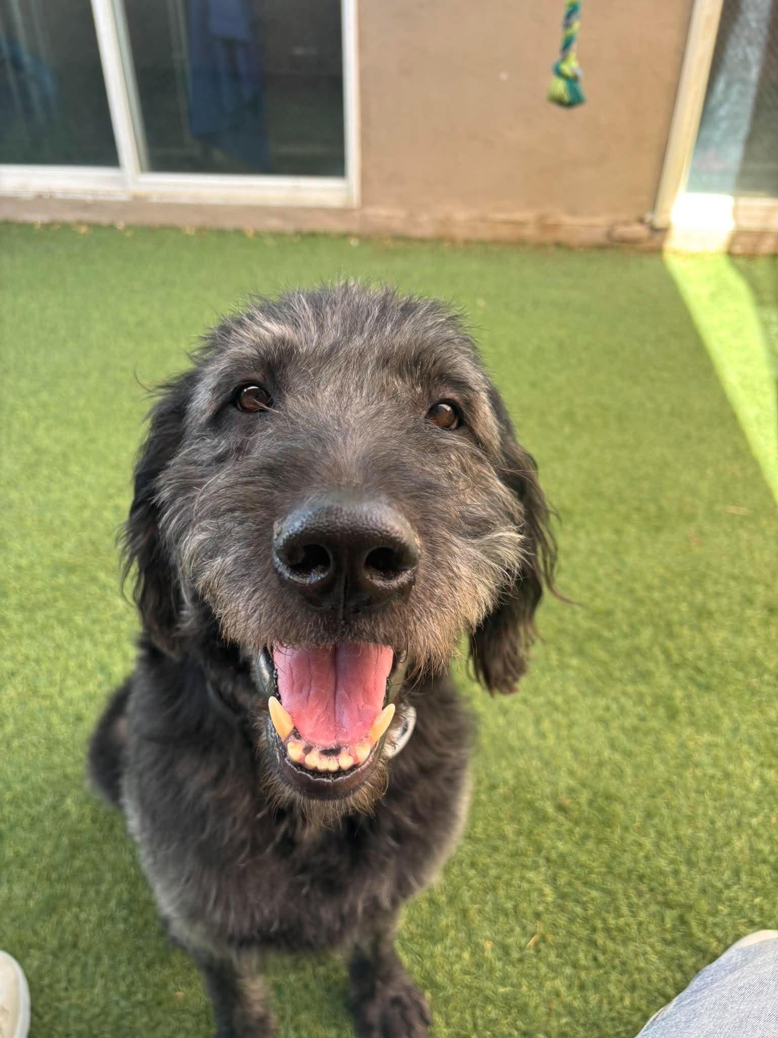 Enlarge Howard, a Adoptable mixed breed in Phoenix, AZ image 4/4