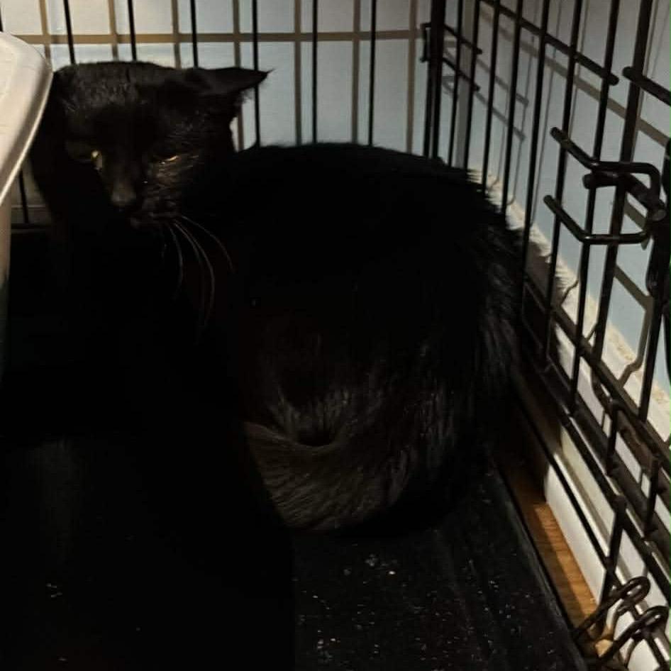 Enlarge Galaxy, a Adoptable Domestic Short Hair in Ashland, VA image 1/1