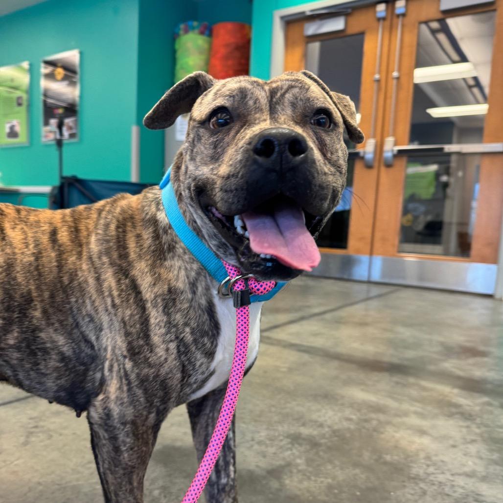 Baby Stripes, Adoptable, Adult Female Mixed Breed.