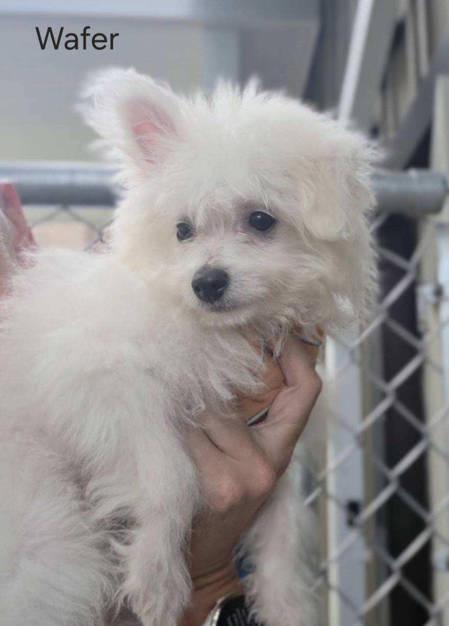 Enlarge WAFER, a Adopted mixed breed in Ashland, OH image 3/5