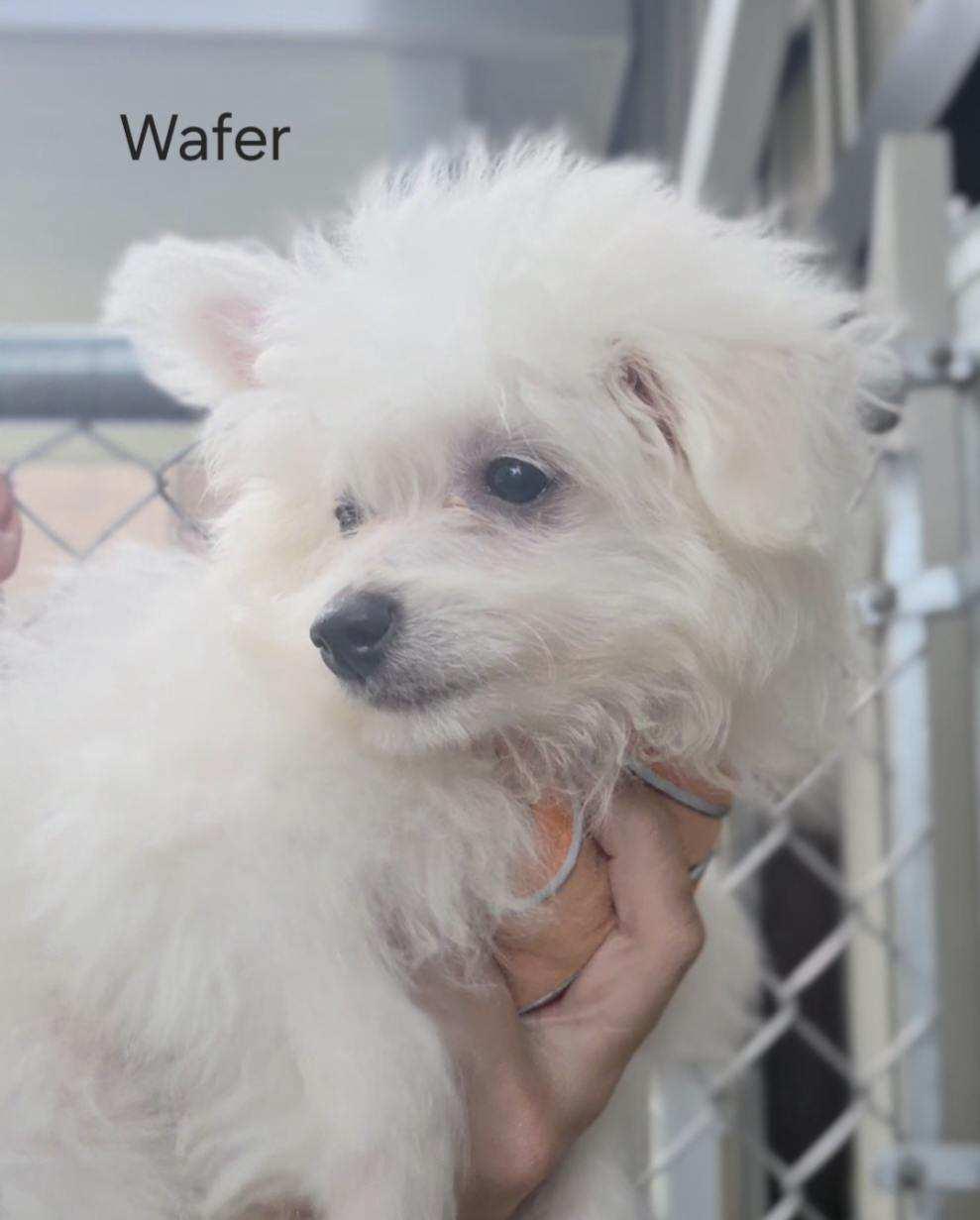 Enlarge WAFER, a Adopted mixed breed in Ashland, OH image 4/5