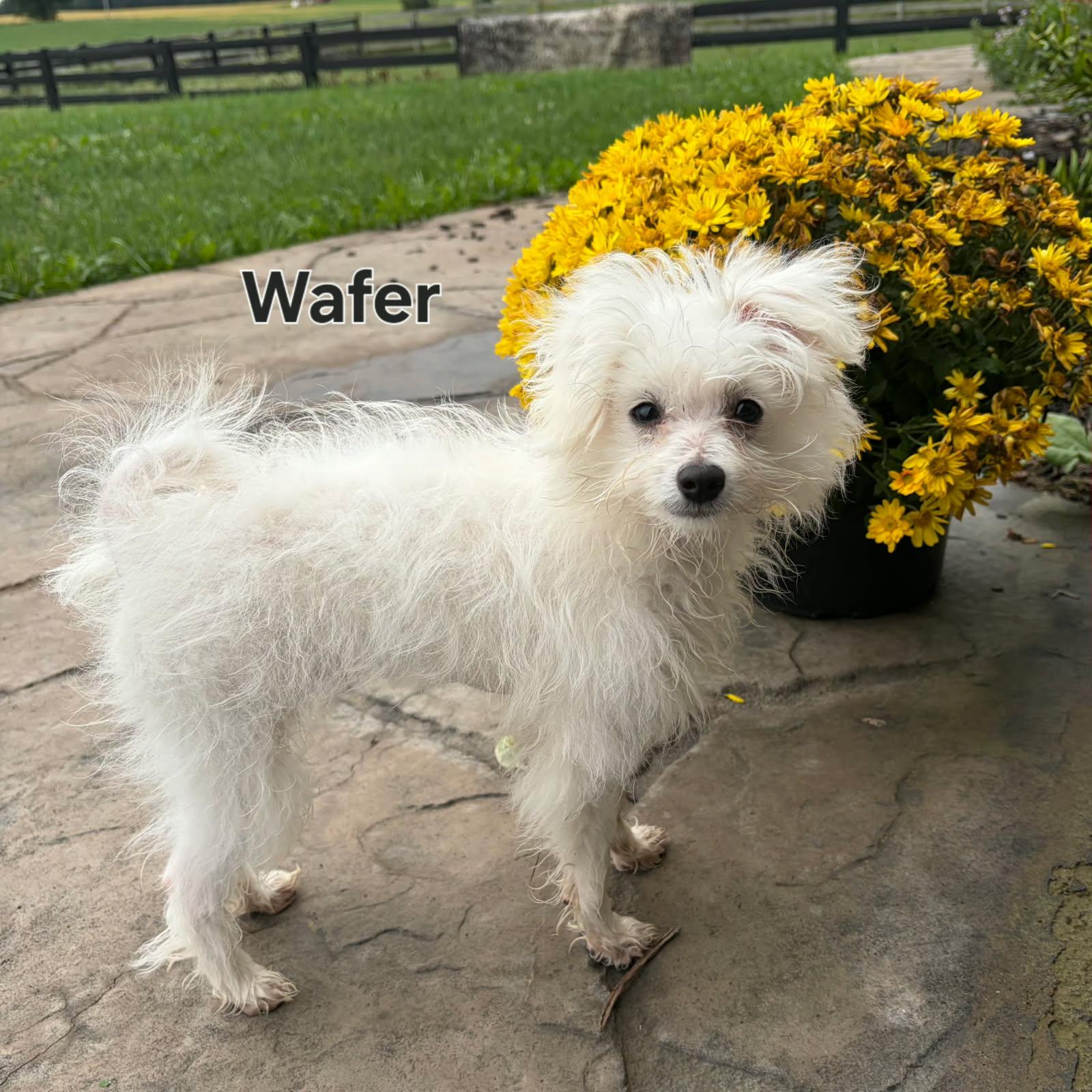 Enlarge WAFER, a Adopted mixed breed in Ashland, OH image 1/5