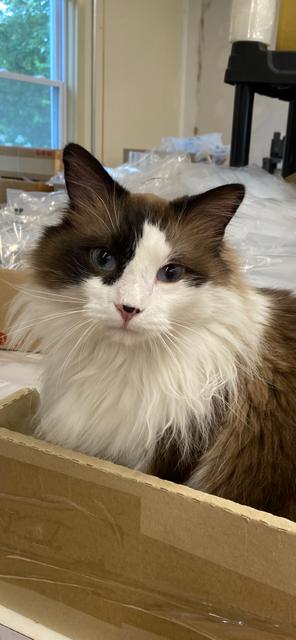 Harry Potter, a ADOPTABLE Domestic Long Hair in Plainville, MA image 5/5