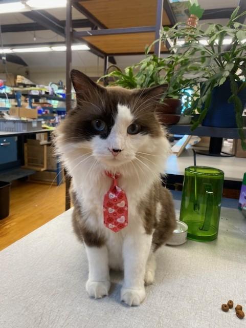 Harry Potter, a ADOPTABLE Domestic Long Hair in Plainville, MA image 4/5