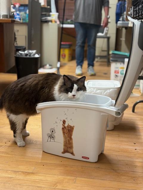 Harry Potter, a ADOPTABLE Domestic Long Hair in Plainville, MA image 3/5