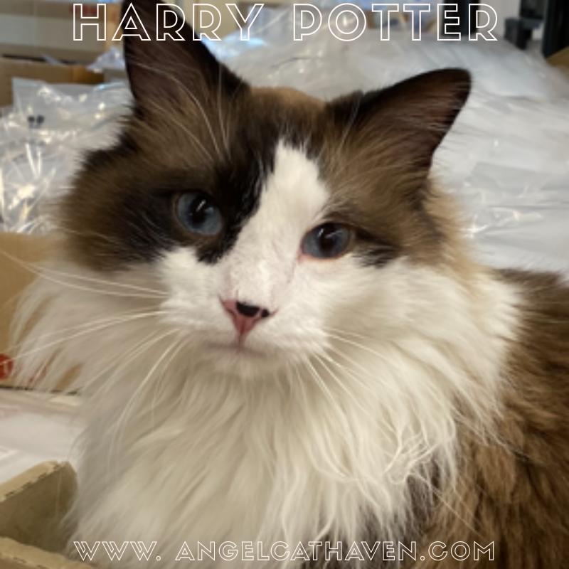 Harry Potter, a ADOPTABLE Domestic Long Hair in Plainville, MA image 1/5