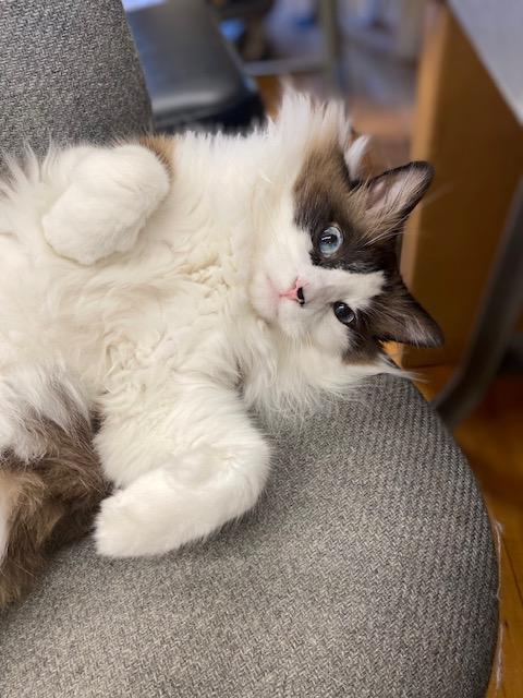 Harry Potter, a ADOPTABLE Domestic Long Hair in Plainville, MA image 2/5