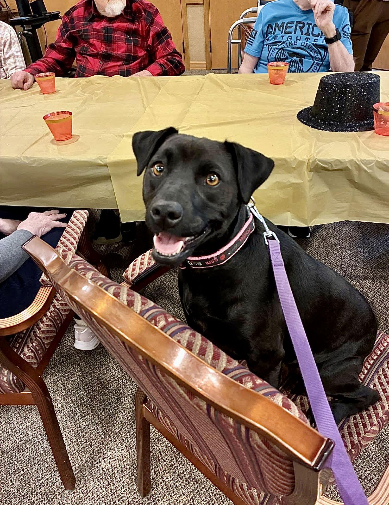 Enlarge Gabbie, a Adoptable Patterdale Terrier / Fell Terrier in Williamsburg, IA image 1/3
