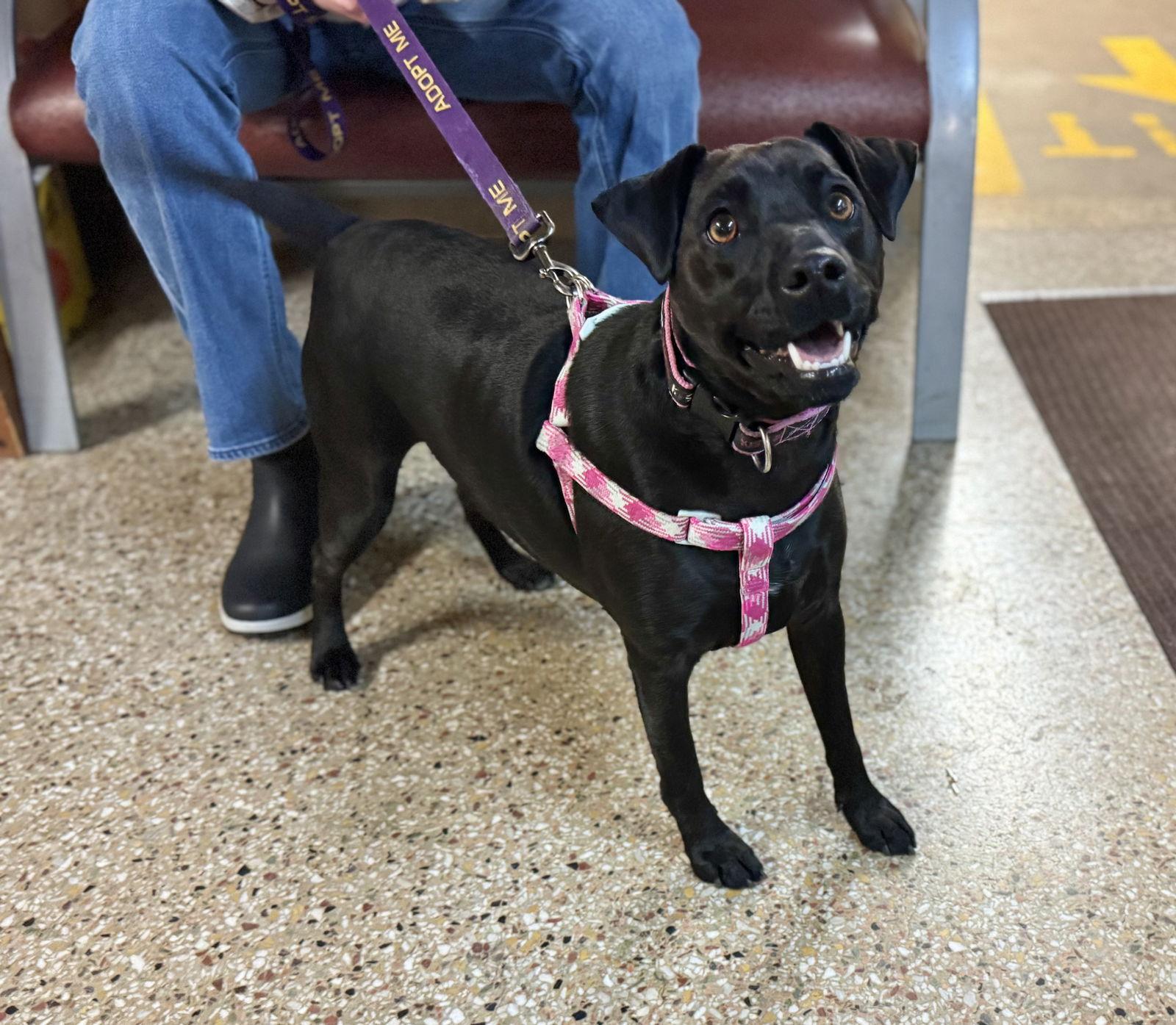 Enlarge Gabbie, a Adoptable Patterdale Terrier / Fell Terrier in Williamsburg, IA image 2/3