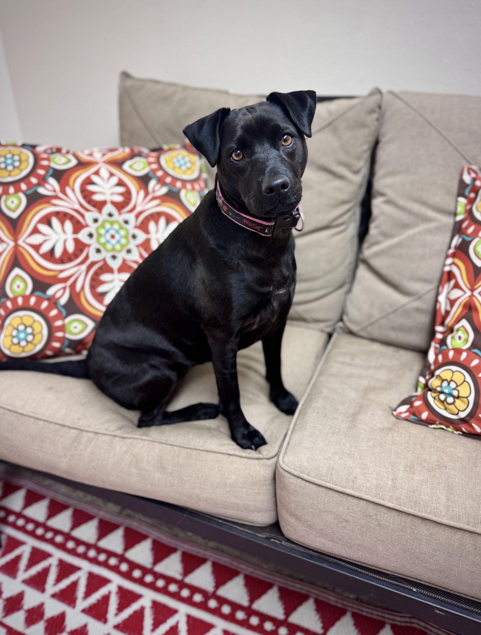 Enlarge Gabbie, a Adoptable Patterdale Terrier / Fell Terrier in Williamsburg, IA image 3/3