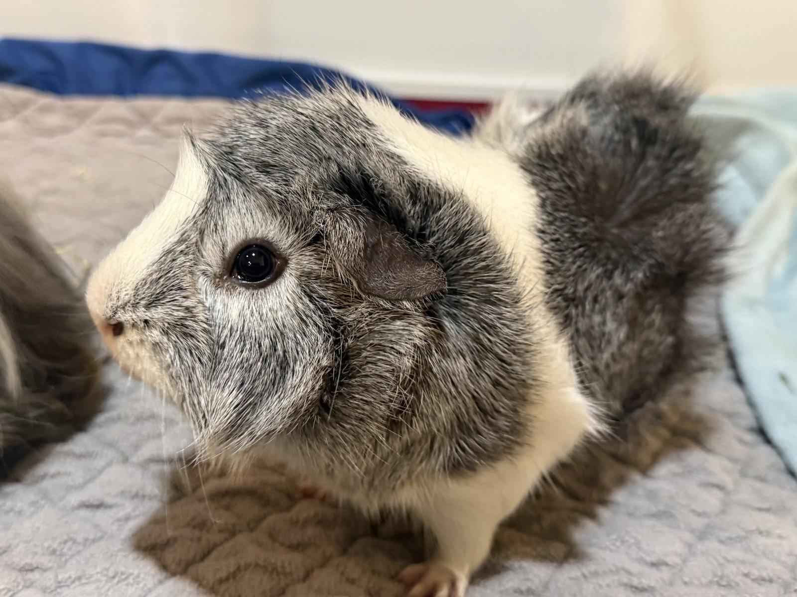Enlarge Axle (& Ansel), a Adoptable Guinea Pig in Marshfield, WI image 1/3