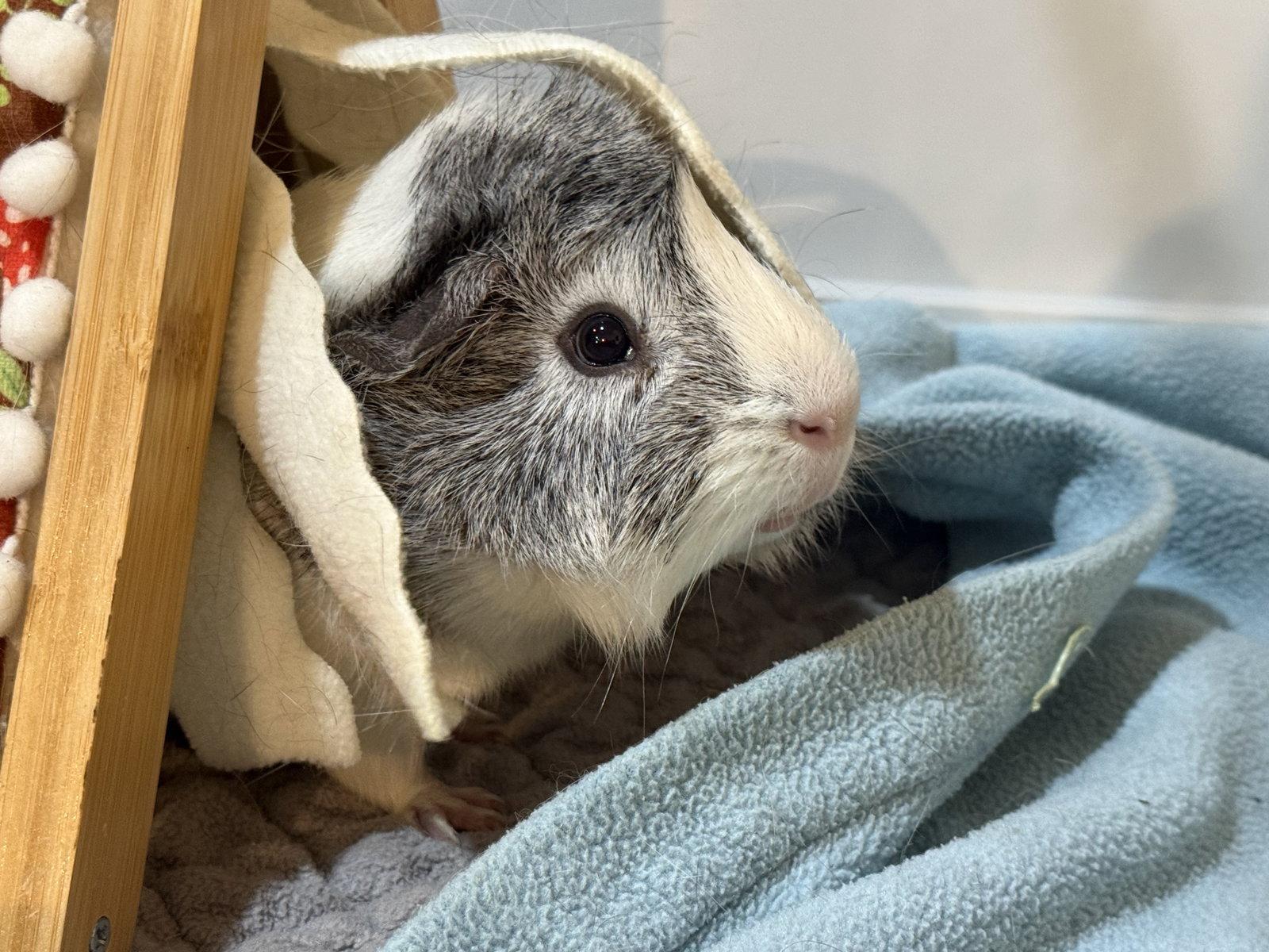 Enlarge Axle (& Ansel), a Adoptable Guinea Pig in Marshfield, WI image 2/3
