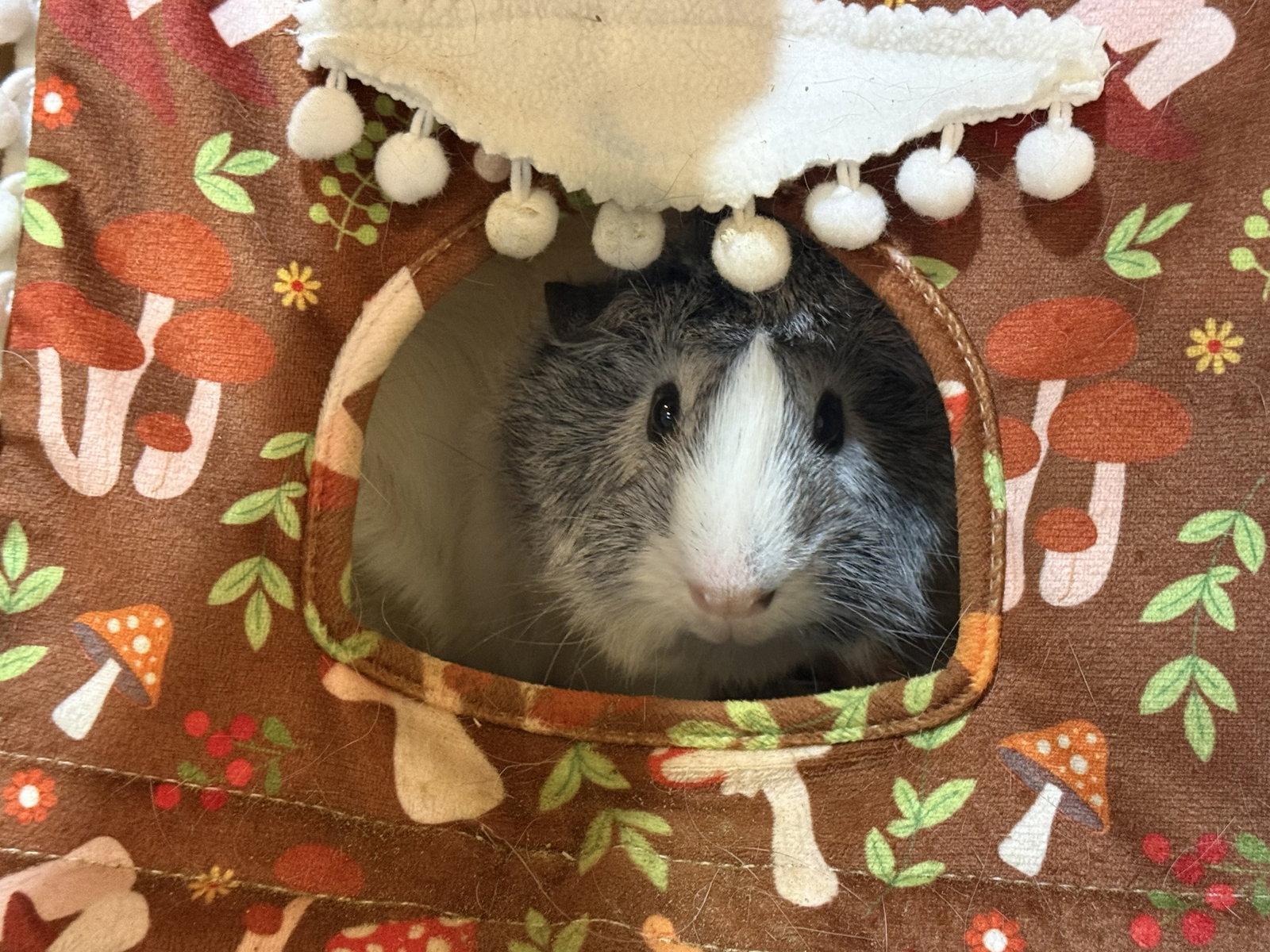 Enlarge Axle (& Ansel), a Adoptable Guinea Pig in Marshfield, WI image 3/3