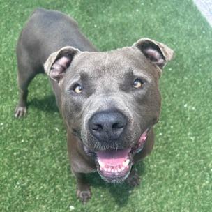 Enlarge Tank, a Adoptable Pit Bull Terrier in Newport, NC image 1/6