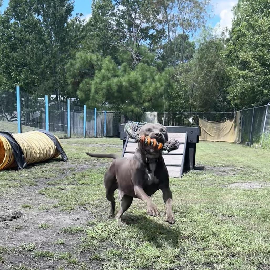 Enlarge Tank, a Adoptable Pit Bull Terrier in Newport, NC image 2/6
