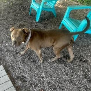 Enlarge Tank, a Adoptable Pit Bull Terrier in Newport, NC image 3/6