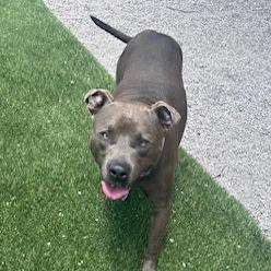 Enlarge Tank, a Adoptable Pit Bull Terrier in Newport, NC image 4/6