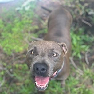 Enlarge Tank, a Adoptable Pit Bull Terrier in Newport, NC image 5/6