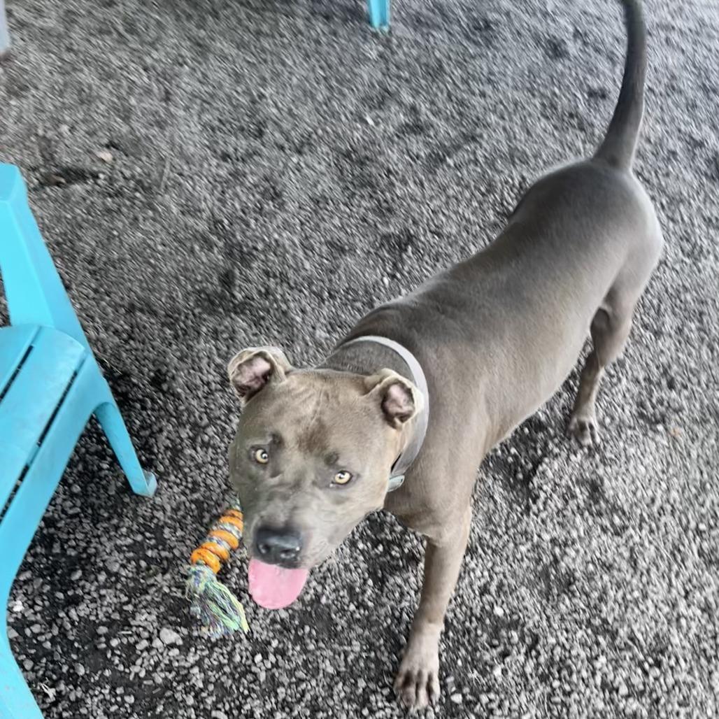 Enlarge Tank, a Adoptable Pit Bull Terrier in Newport, NC image 6/6