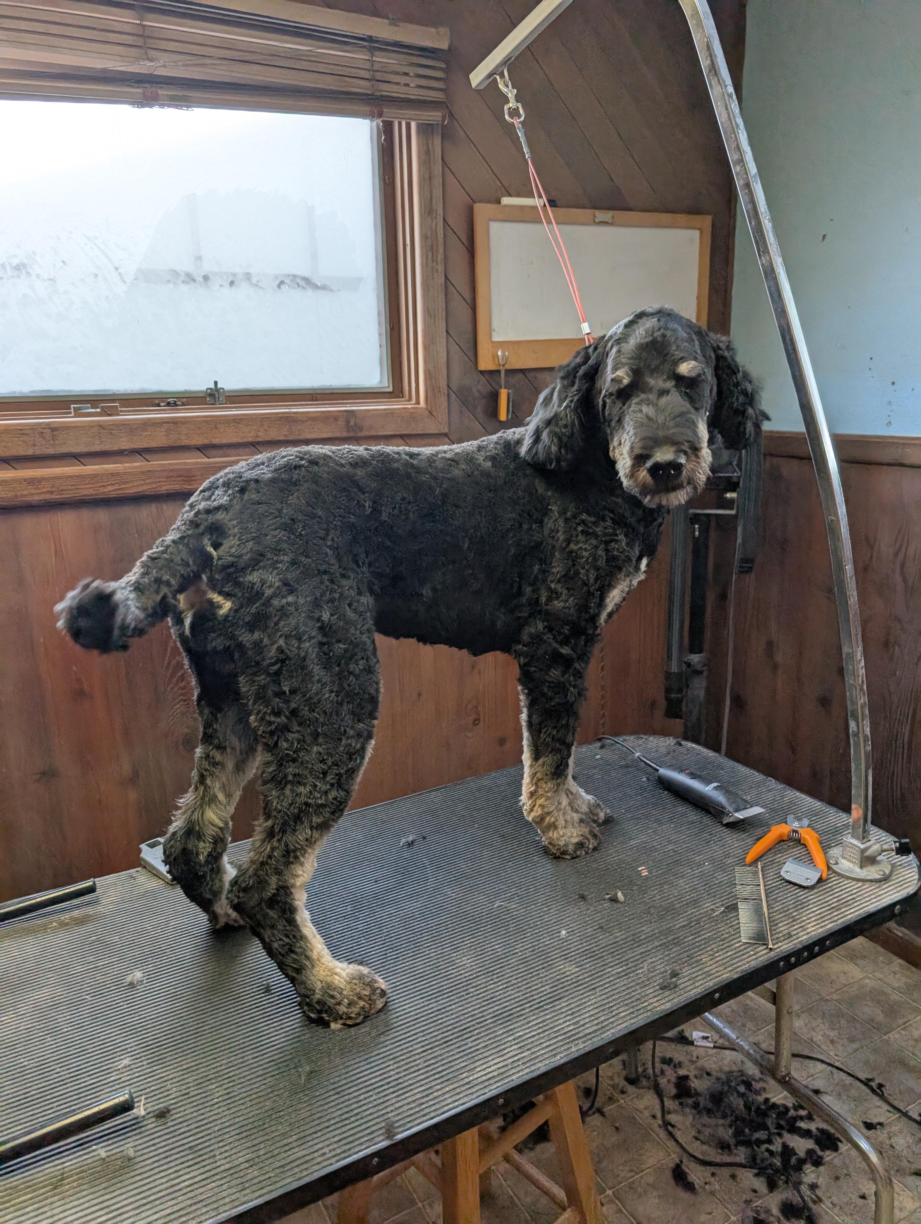 Enlarge Winnie, a Adopted mixed breed in COEUR D ALENE, ID image 3/4