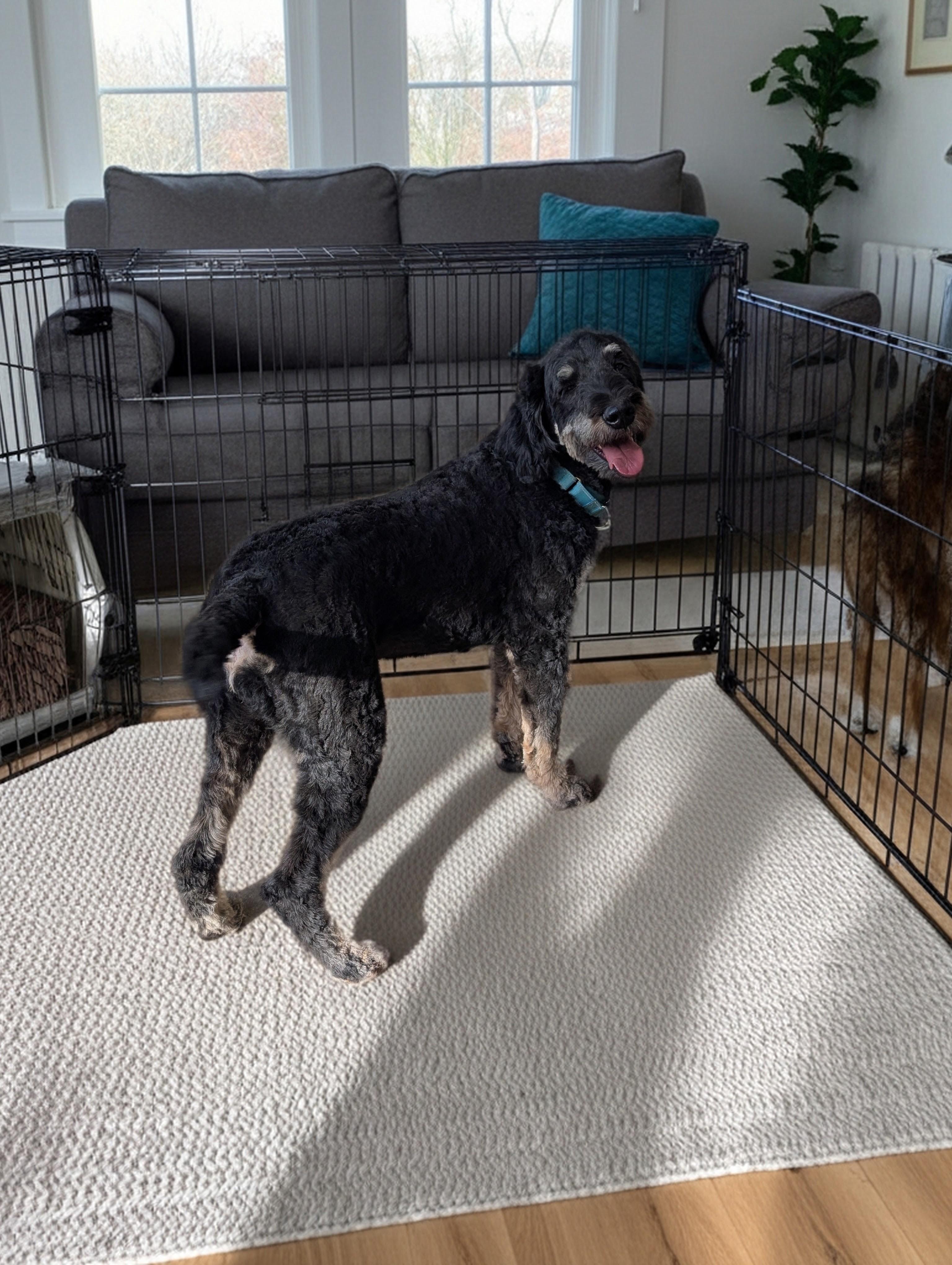 Enlarge Winnie, a Adopted mixed breed in COEUR D ALENE, ID image 4/4