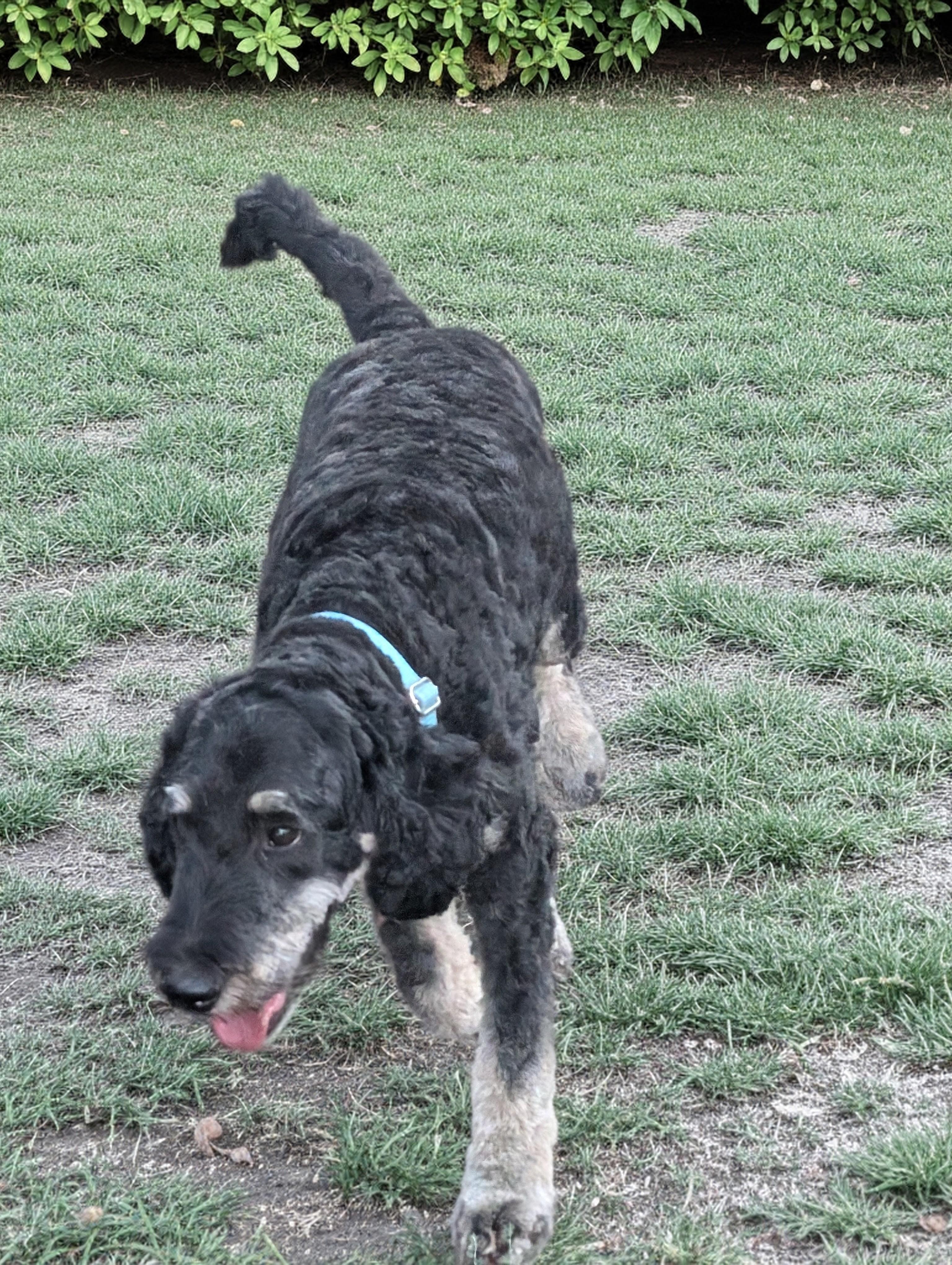 Enlarge Winnie, a Adopted mixed breed in COEUR D ALENE, ID image 2/4