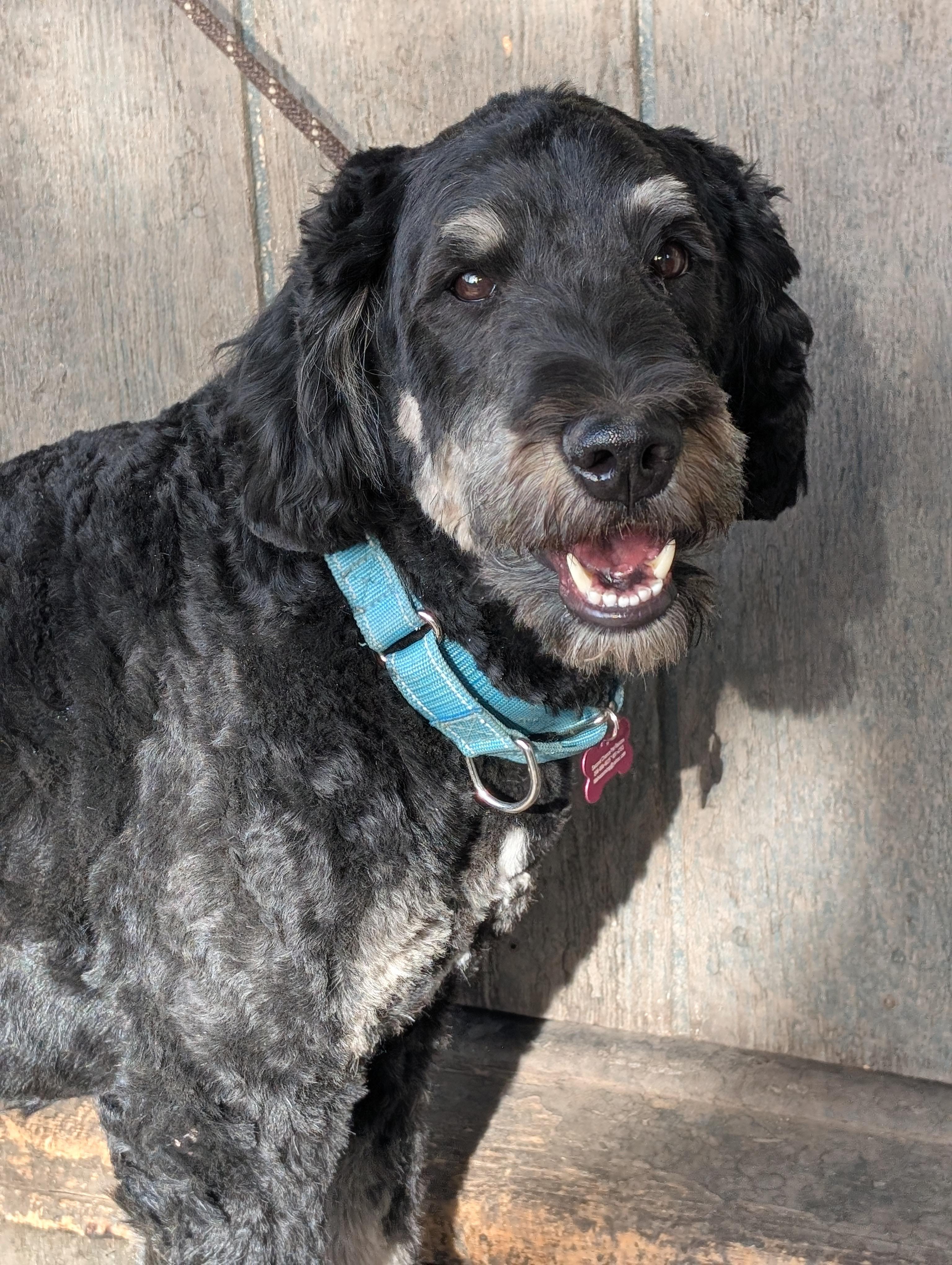 Winnie, Adopted, Adult Female Bernadoodle & Bernese Mountain Dog.