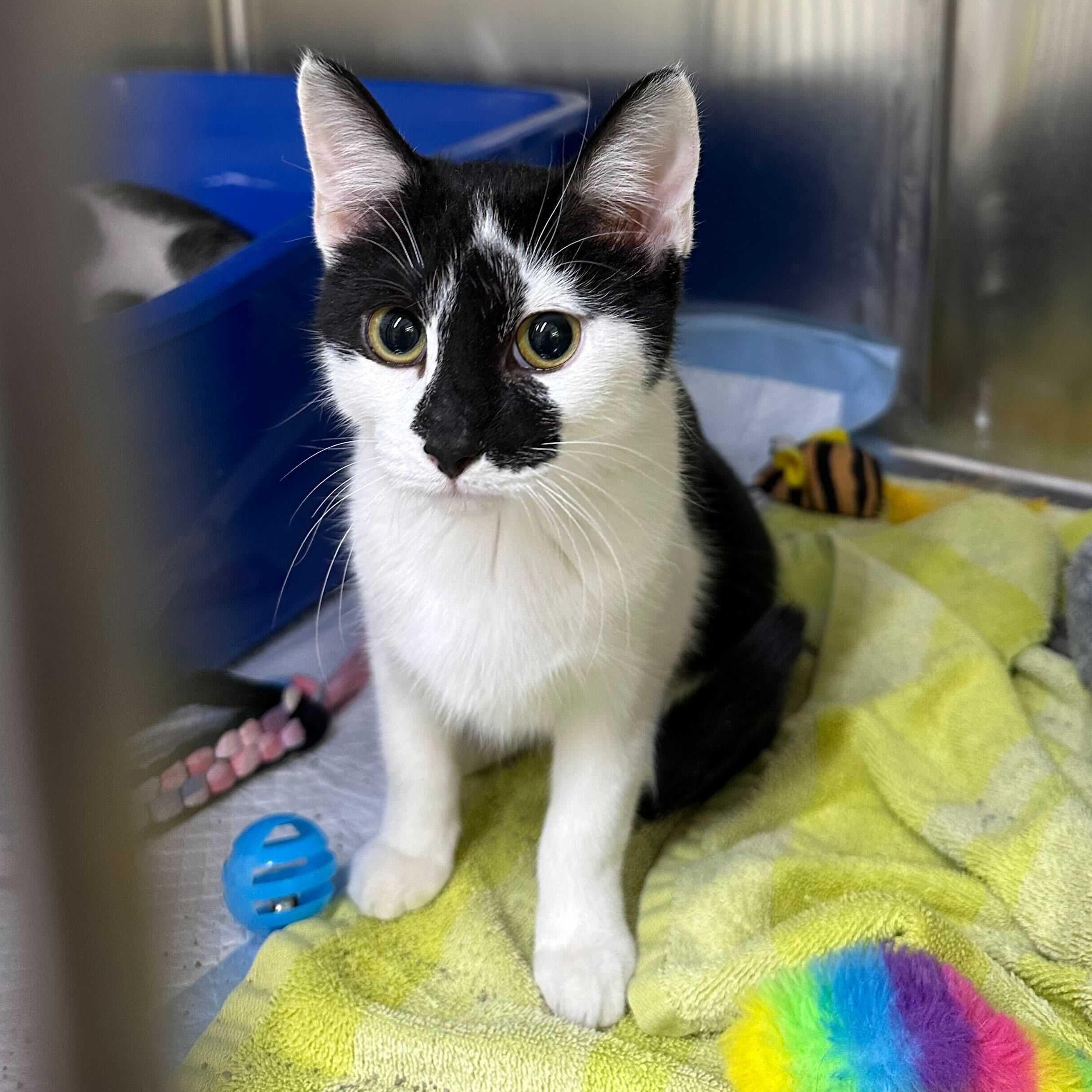 Enlarge Elena & Marco, an adopted Domestic Short Hair in Waltham, MA image 4/6