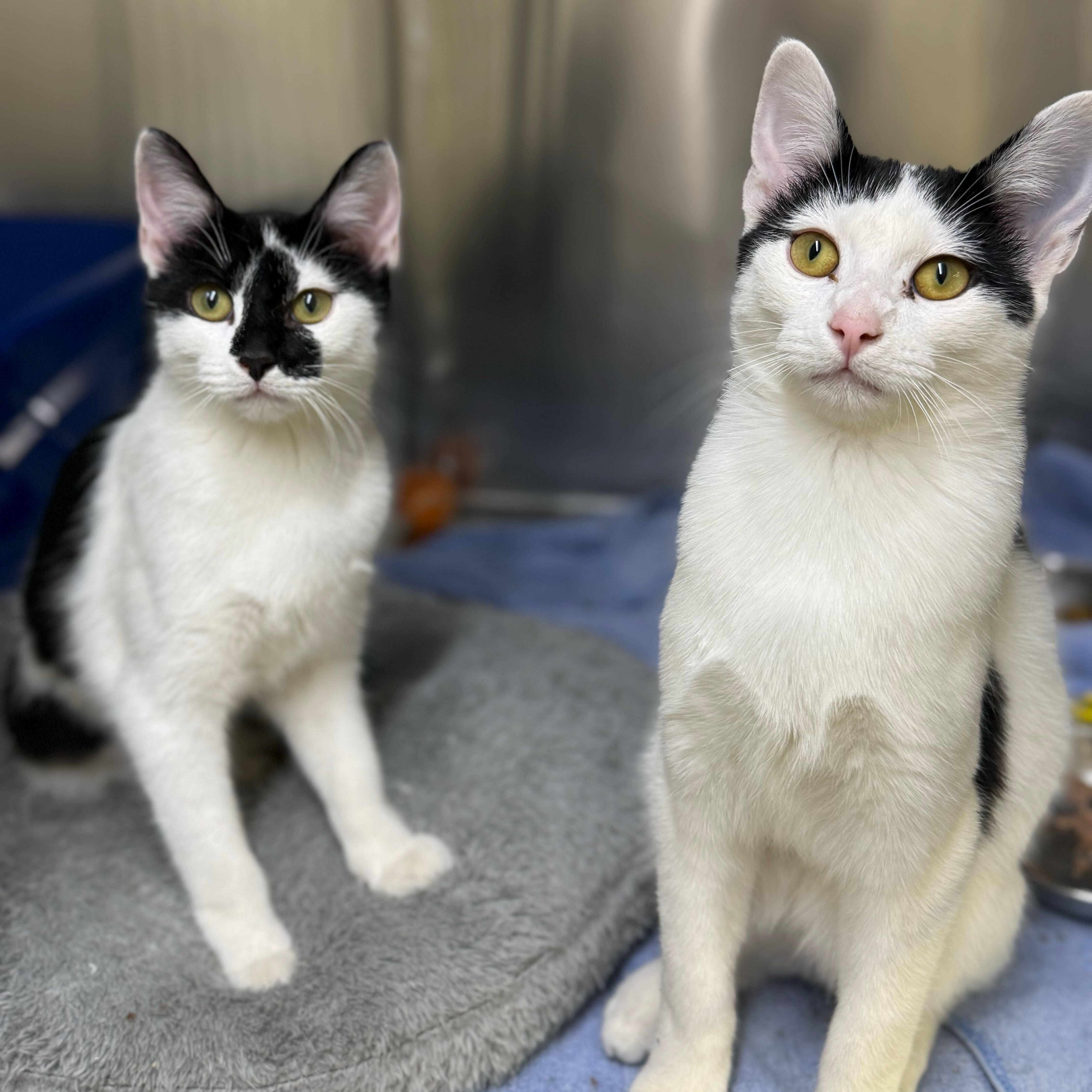 Enlarge Elena & Marco, an adopted Domestic Short Hair in Waltham, MA image 2/6