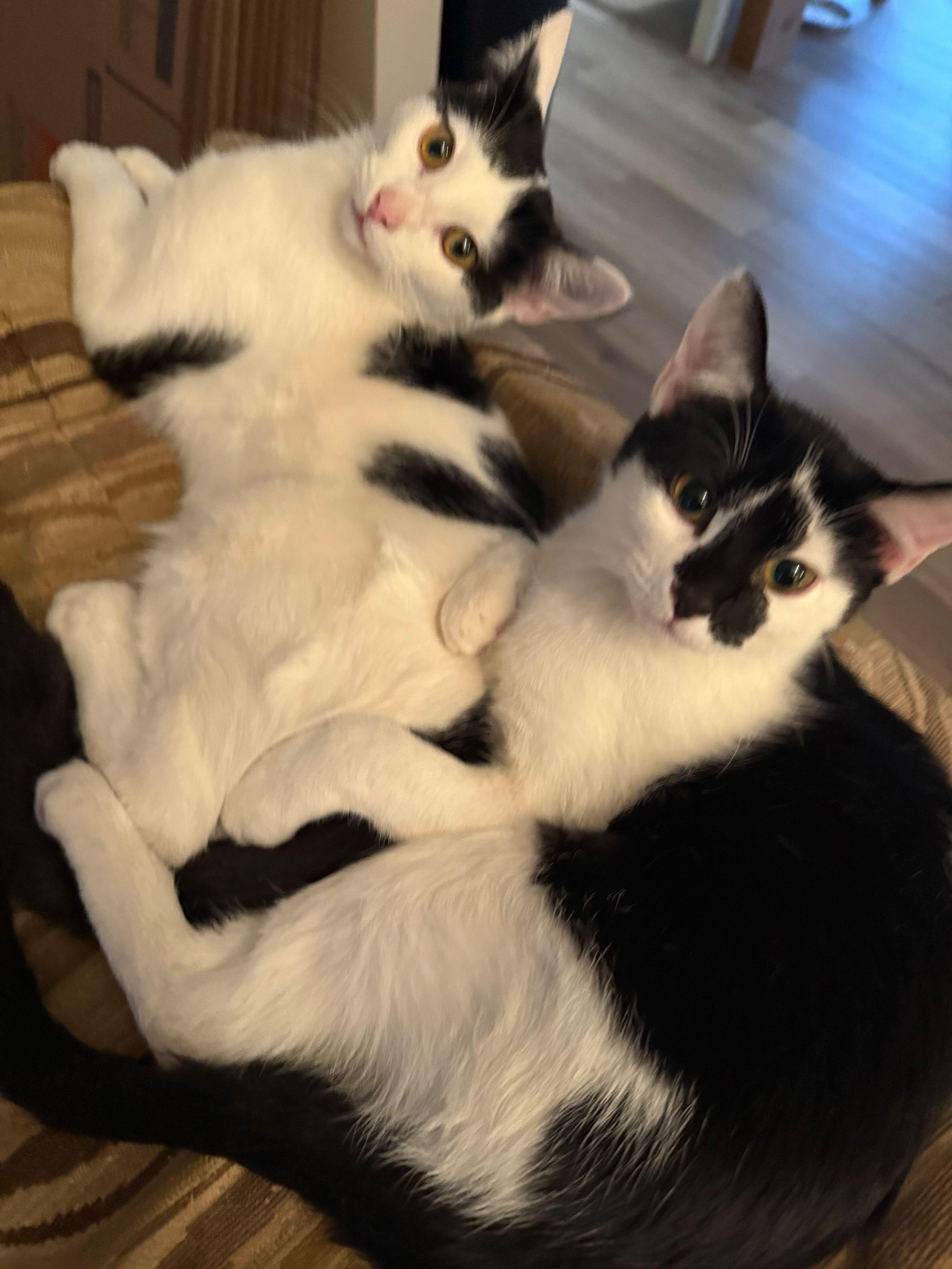 Enlarge Elena & Marco, an adopted Domestic Short Hair in Waltham, MA image 5/6