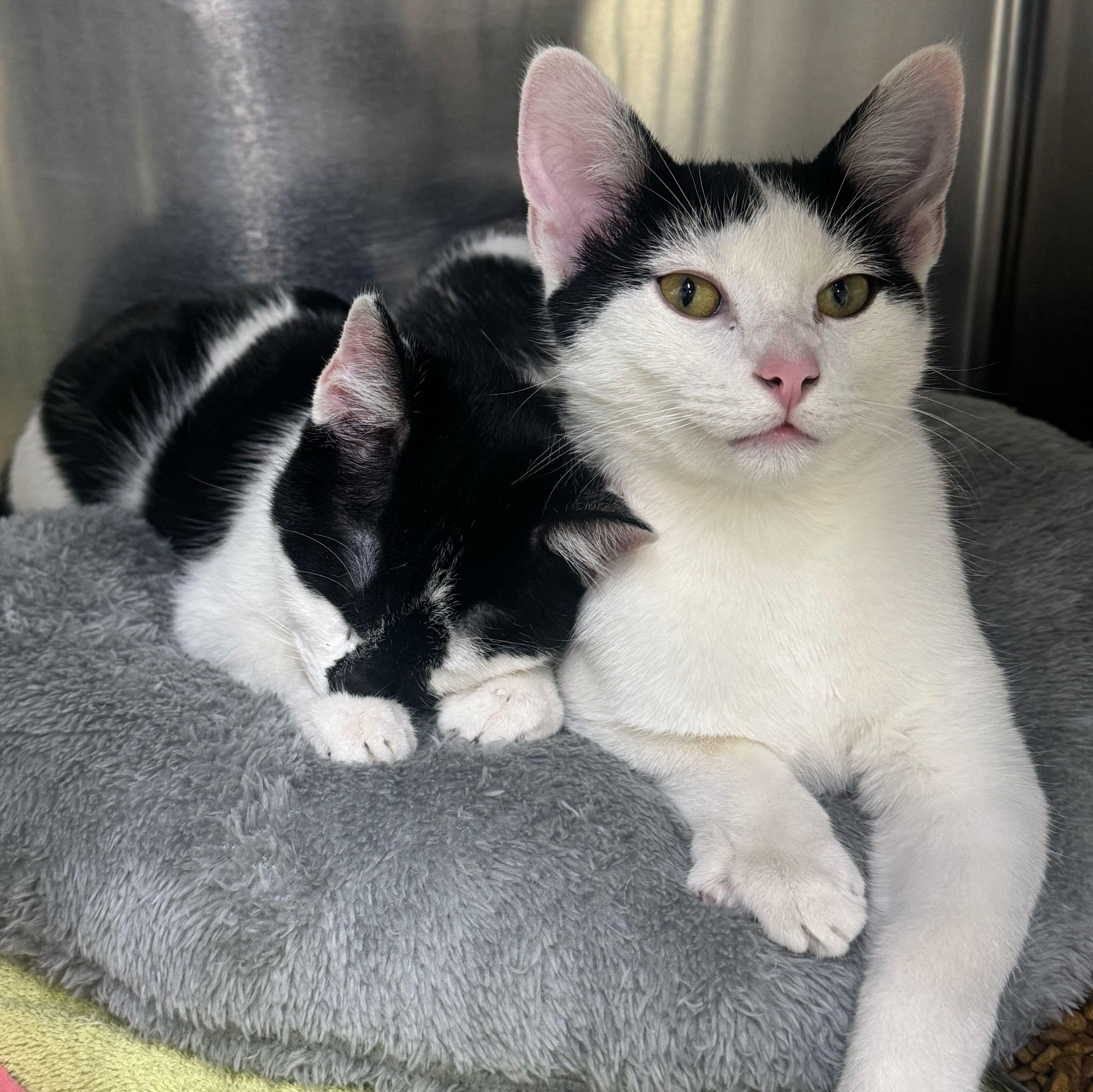 Enlarge Elena & Marco, an adopted Domestic Short Hair in Waltham, MA image 6/6